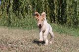 FOX TERRIER 081